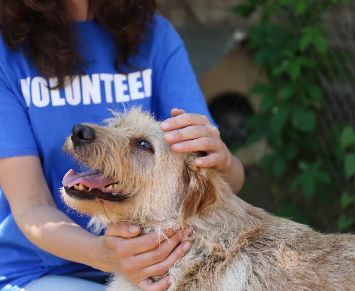 Volunteer helping take care of a smiling dog. 