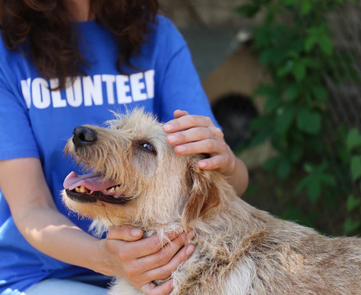 Volunteer helping take care of a smiling dog.